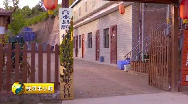 致富经之种草养猪_种草养猪成功案例_种草养猪致富案例