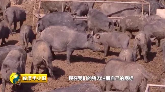 致富经之种草养猪_种草养猪致富案例_种草养猪成功案例
