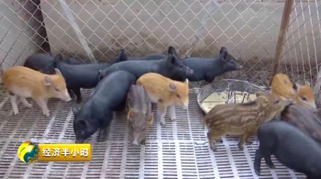 种草养猪致富案例_致富经之种草养猪_种草养猪成功案例