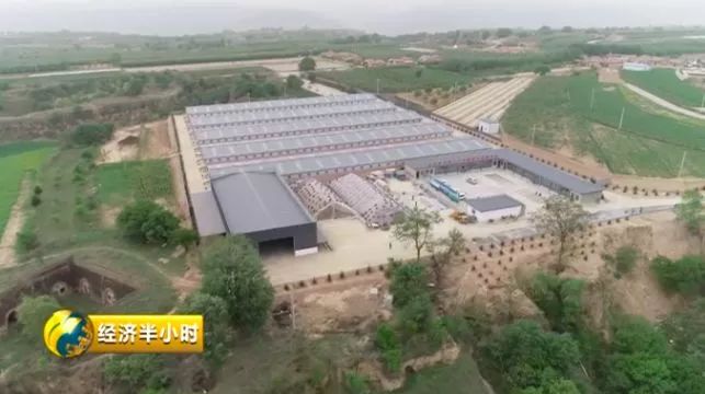 致富经之种草养猪_种草养猪成功案例_种草养猪致富案例