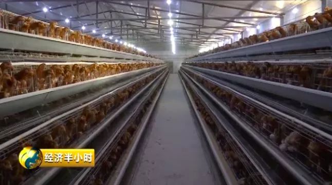 种草养猪成功案例_种草养猪致富案例_致富经之种草养猪