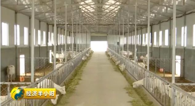 种草养猪致富案例_致富经之种草养猪_种草养猪成功案例