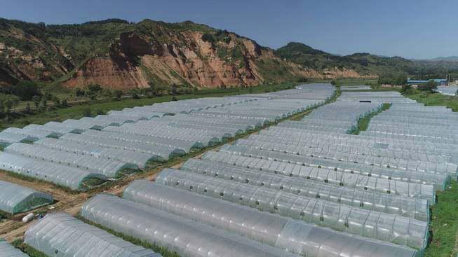 西瓜种植致富能手_西瓜种植赚钱吗_西瓜种植铺就致富路
