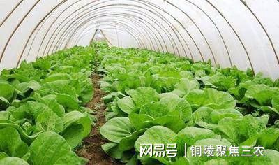 蔬菜大棚种植最新技术方案_蔬菜大棚种植最新技术视频_最新大棚种植蔬菜技术