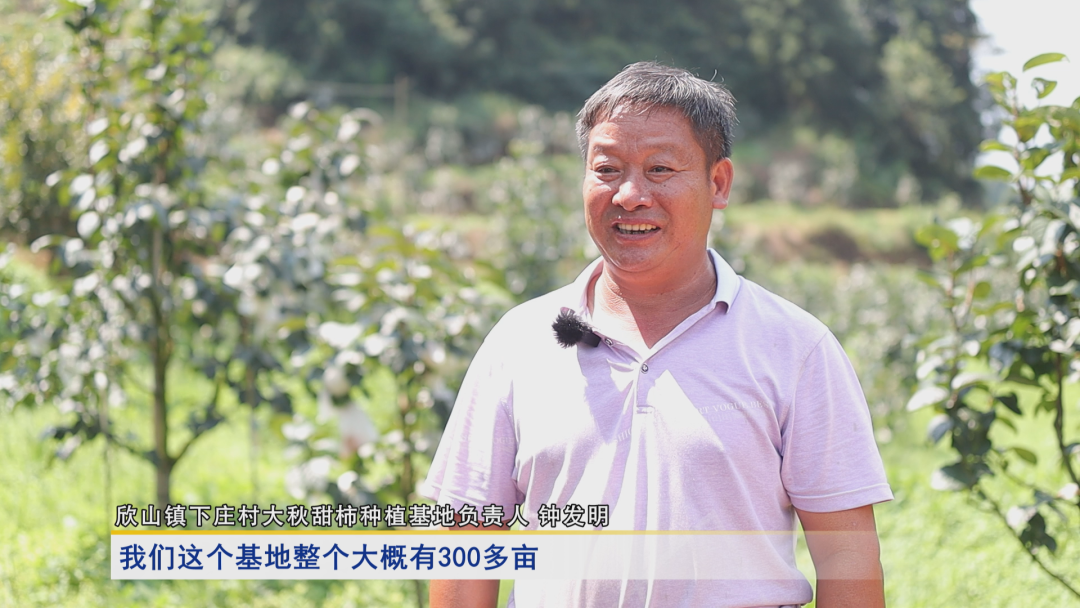柿子种植_柿子种植农户致富_种柿子赚钱吗