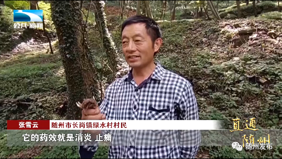 看随州丨神奇中草药 致富“灵丹妙药”