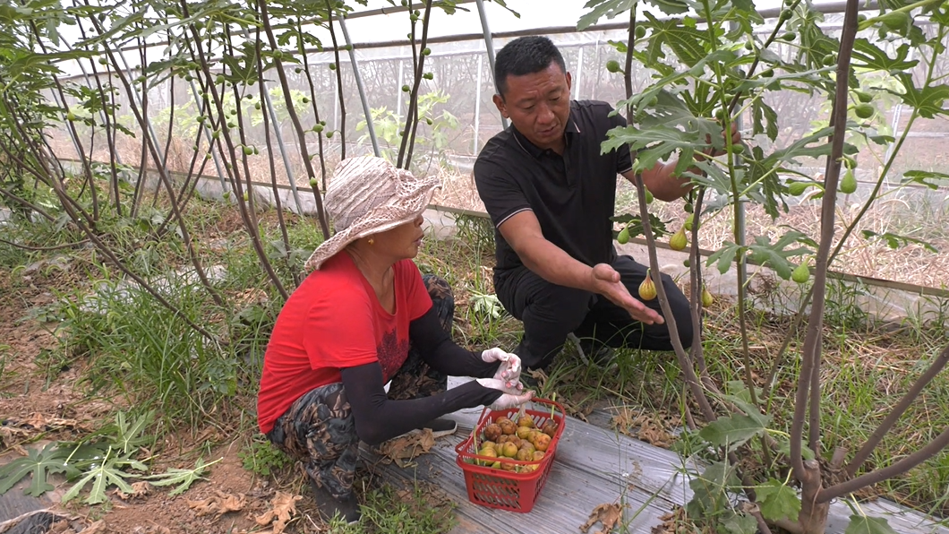 李晓鹏（右）和工人讲解采摘注意事项