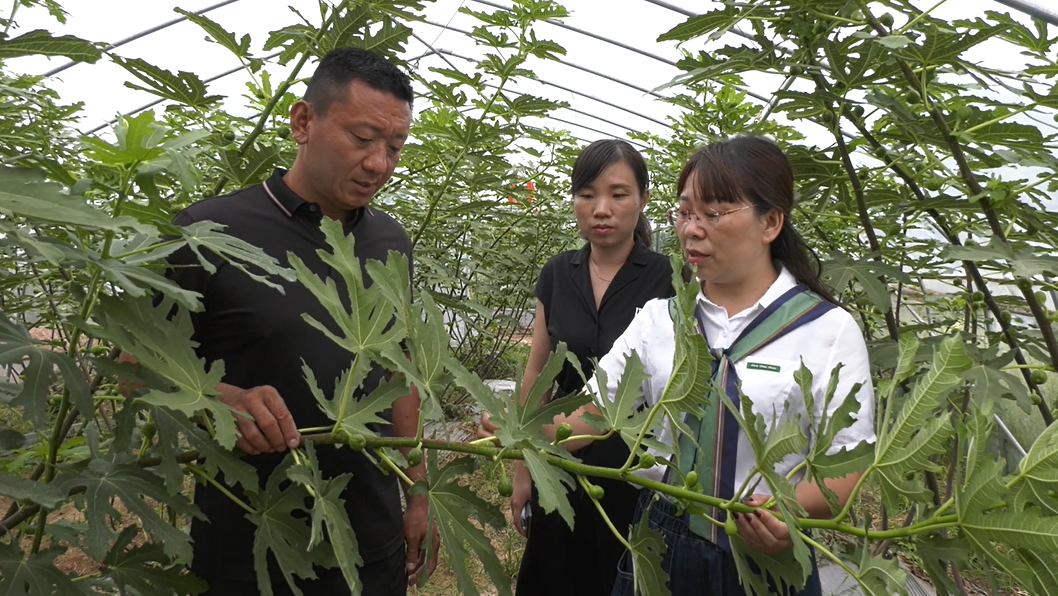 李晓鹏（左一）正和县农业农村局的农技专家一行查看果实的长势情况，并交流种植经验和近期的管培注意事项