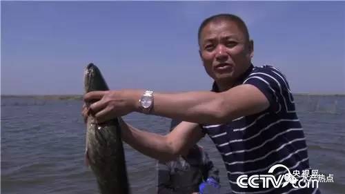 致富经陈翠云_致富秘籍陈灵富_致富经陈翠云养泥鳅