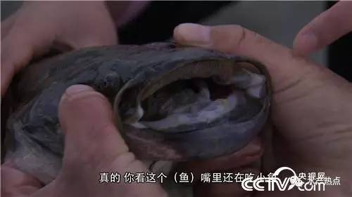 致富经陈翠云养泥鳅_致富秘籍陈灵富_致富经陈翠云