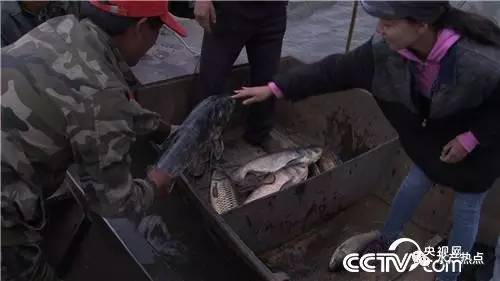 致富经陈翠云养泥鳅_致富经陈翠云_致富秘籍陈灵富