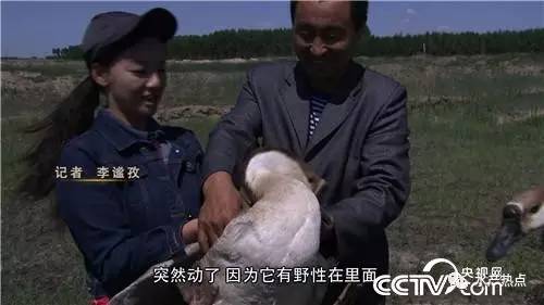 致富秘籍陈灵富_致富经陈翠云养泥鳅_致富经陈翠云