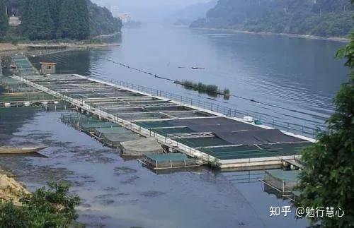 混养、高密度养殖、对水产养殖高产有什么作用?
