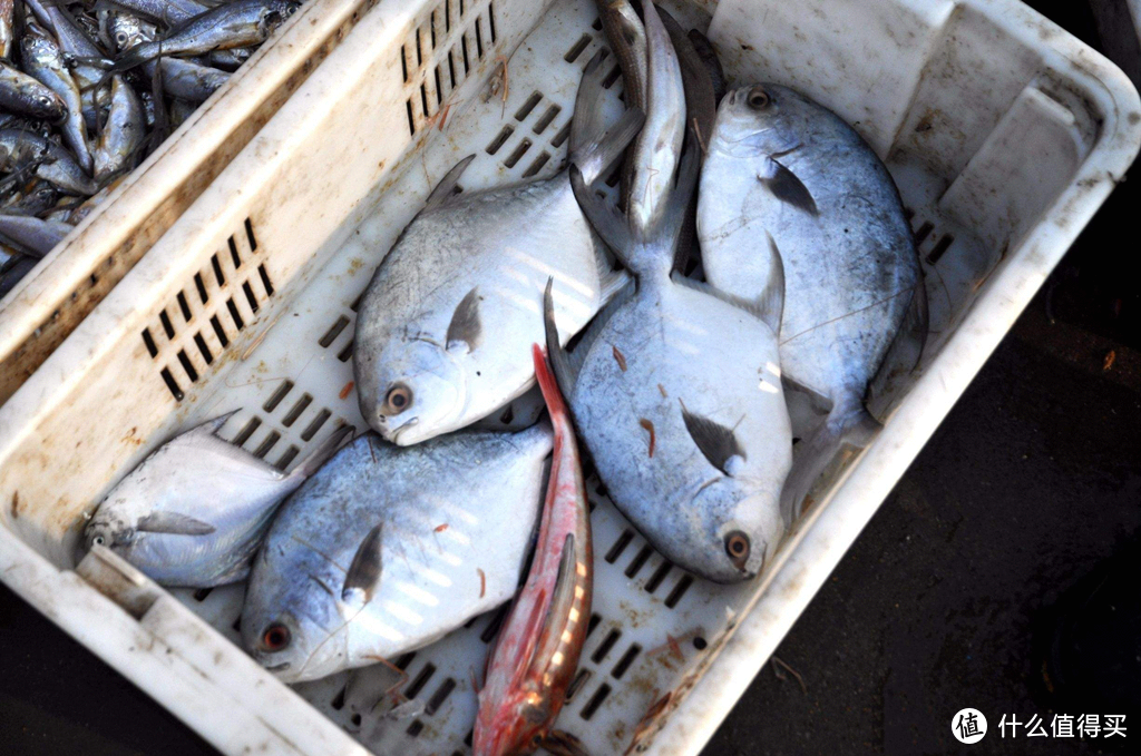 银鲳 灰鲳 金鲳 乌鲳——傻傻分不清楚的鲳鱼萌