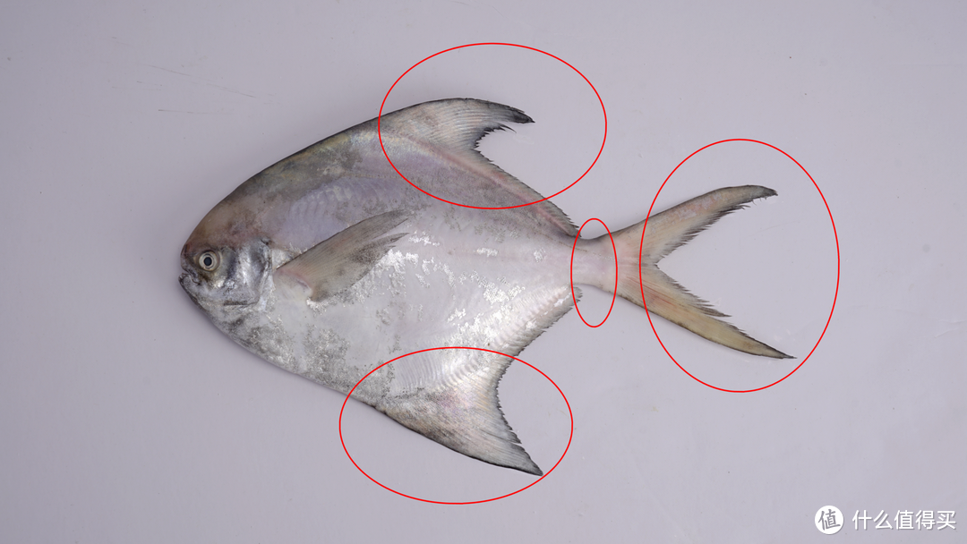 银鲳 灰鲳 金鲳 乌鲳——傻傻分不清楚的鲳鱼萌