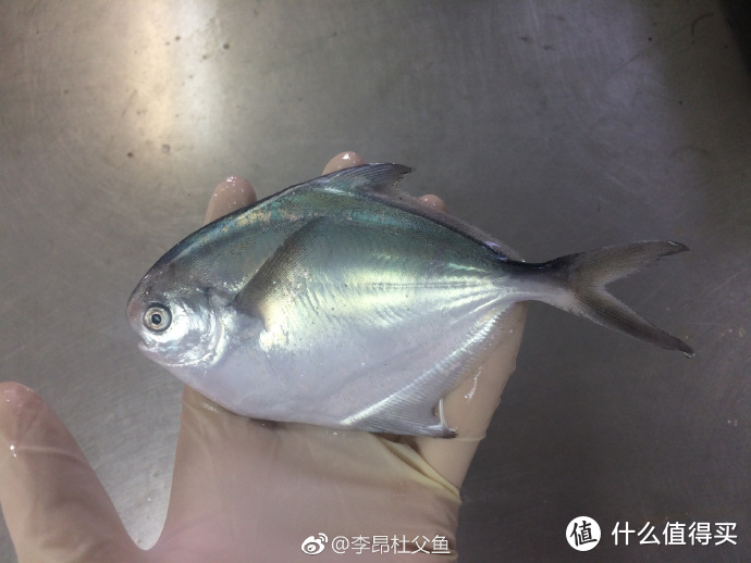 一时间找不到特征明显的镰鲳，就在微博上找一张吧 出处见水印