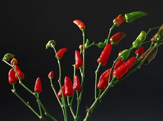 辣椒种植技术要点_查拉皮塔辣椒种植技术_辣椒的种植技术