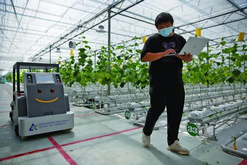 种植小麦有什么补贴_农民种小麦有补贴政策_19岁农民工种植致富小麦