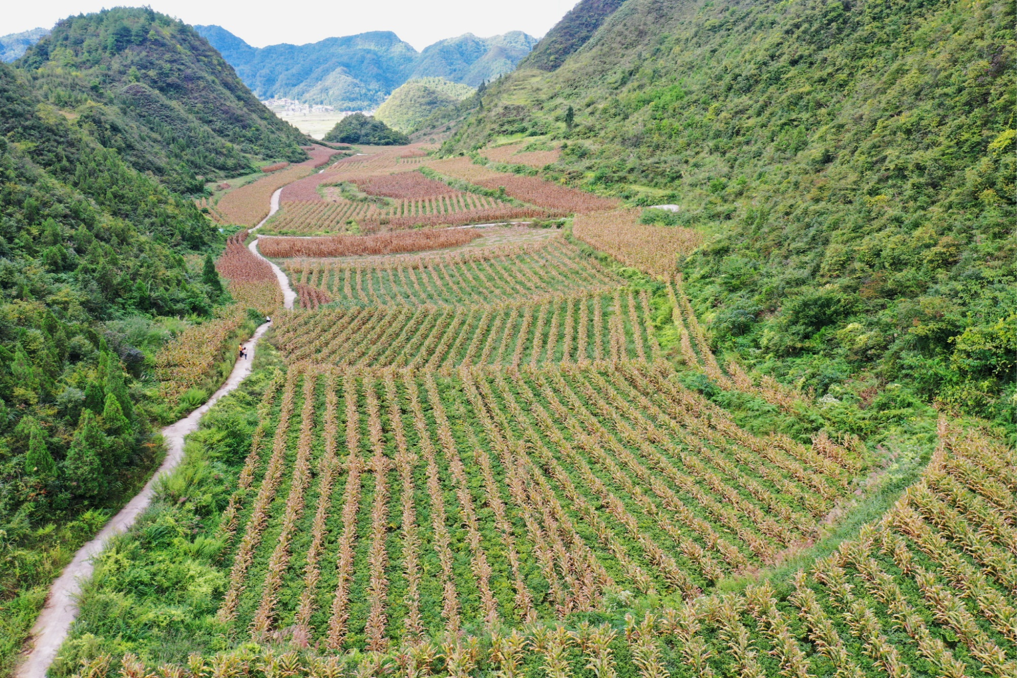 致富湖北种植魔芋视频_湖北魔芋多少钱一斤_湖北魔芋种植致富