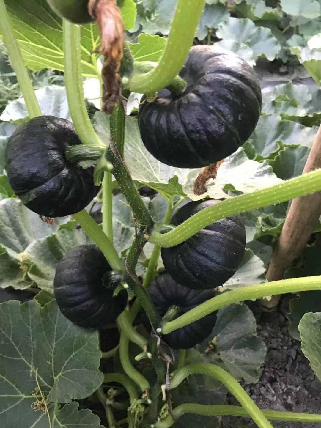 南瓜种植技术规范操作_南瓜种植技术小知识_小南瓜种植技术
