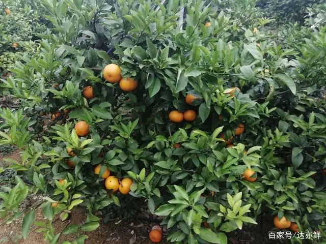 种沃柑前景怎样_沃柑种植成本与收益_沃柑种植致富