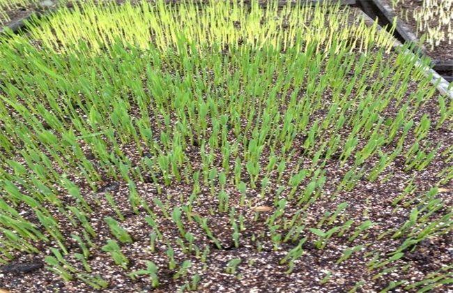 蒲公英种植法_蒲公英的种植技术要点_蒲公英种植条件与方法