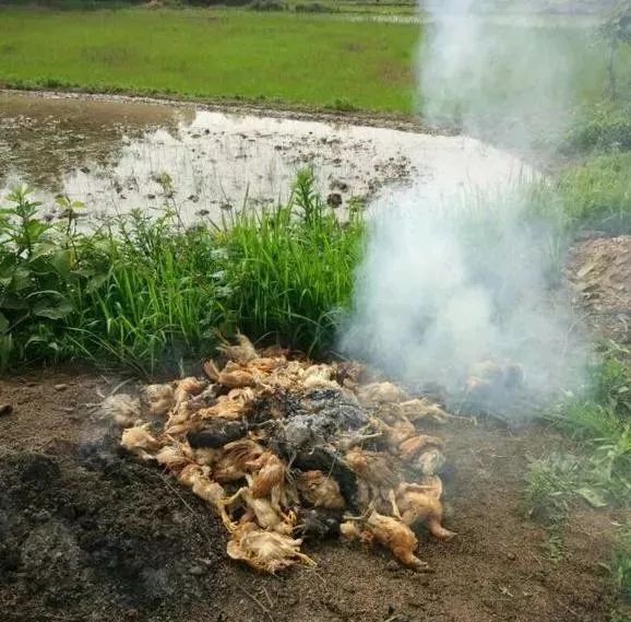 致富经山鸡养殖_致富经山上养鸡视频_致富经山林养鸡