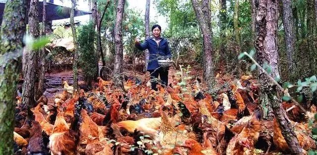 致富经山林养鸡_致富经山鸡养殖_致富经山上养鸡视频