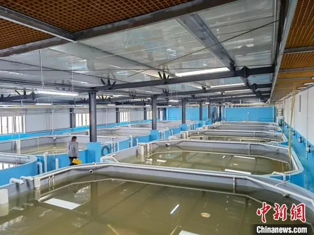 虾养殖厂_车虾的养殖技术_养虾设备养殖室内视频