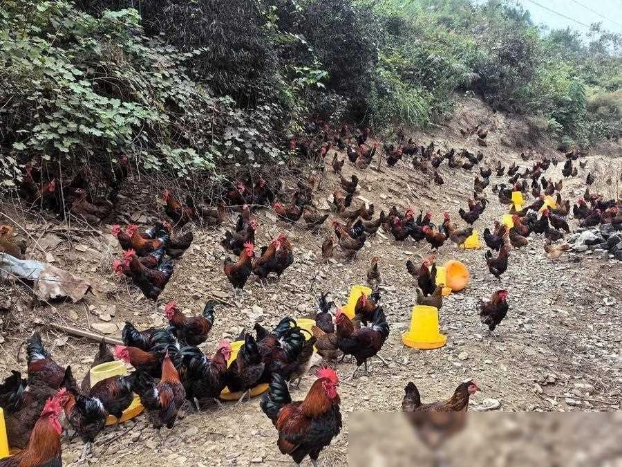 林下生态养殖助增收，村民致富新途径
