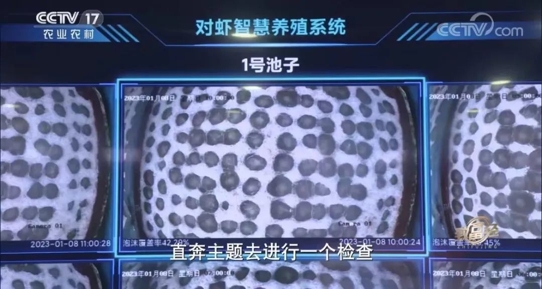虾养殖厂_车虾的养殖技术_养殖虾技术视频