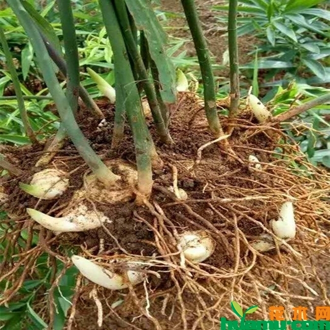 黄精种植图片