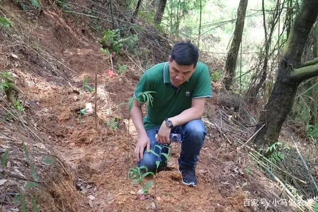 大叔林下种黄精不拔草不施肥，4年采收一次每亩收入5万，长啥样子