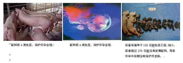 陆川小母猪养殖技术_陆川猪母猪养殖_陆川小母猪饲养技术