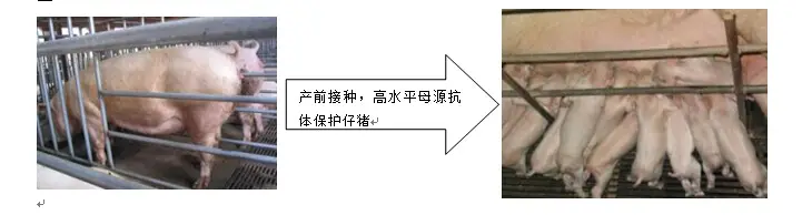 陆川猪母猪养殖_陆川小母猪饲养技术_陆川小母猪养殖技术