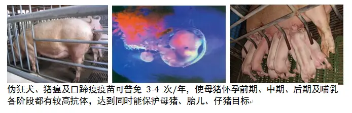 陆川猪母猪养殖_陆川小母猪养殖技术_陆川小母猪饲养技术