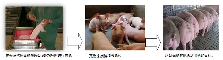 陆川猪母猪养殖_陆川小母猪饲养技术_陆川小母猪养殖技术