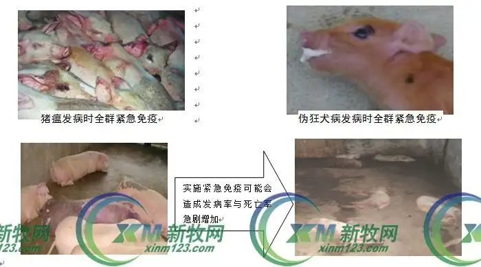 陆川小母猪养殖技术_陆川猪母猪养殖_陆川小母猪饲养技术