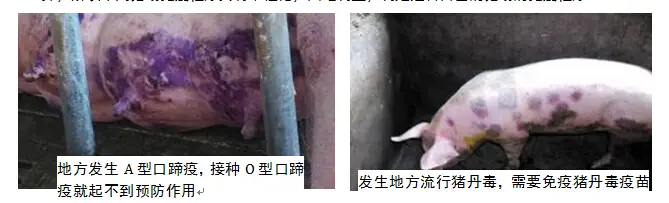 陆川猪母猪养殖_陆川小母猪养殖技术_陆川小母猪饲养技术