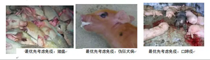 陆川小母猪饲养技术_陆川小母猪养殖技术_陆川猪母猪养殖