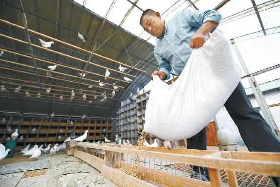 小本农业养殖致富_农业养殖致富经_致富养殖项目