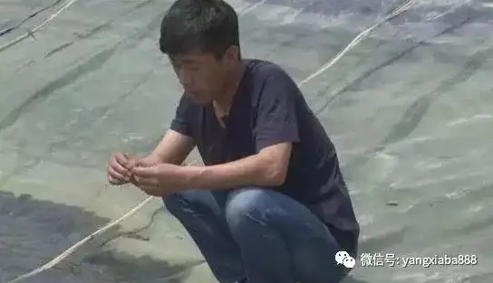 车虾的养殖技术_虾养殖技术教程_养殖虾技术视频