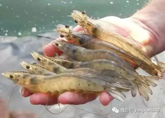 养殖虾技术视频_虾养殖技术教程_车虾的养殖技术