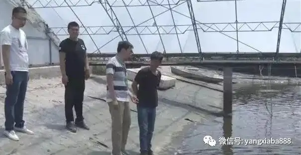虾养殖技术教程_养殖虾技术视频_车虾的养殖技术