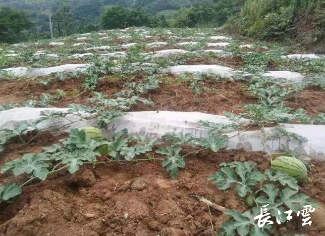 荒地种出“致富瓜”！十堰竹溪县百亩西瓜助推乡村振兴