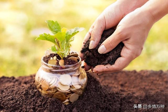 致富水果种植技术有哪些_水果种植致富技术_致富水果种植技术视频