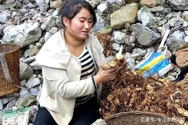 致富药材养鸡树下可以种吗_药材养鸡赚钱吗_致富经药材树下养鸡