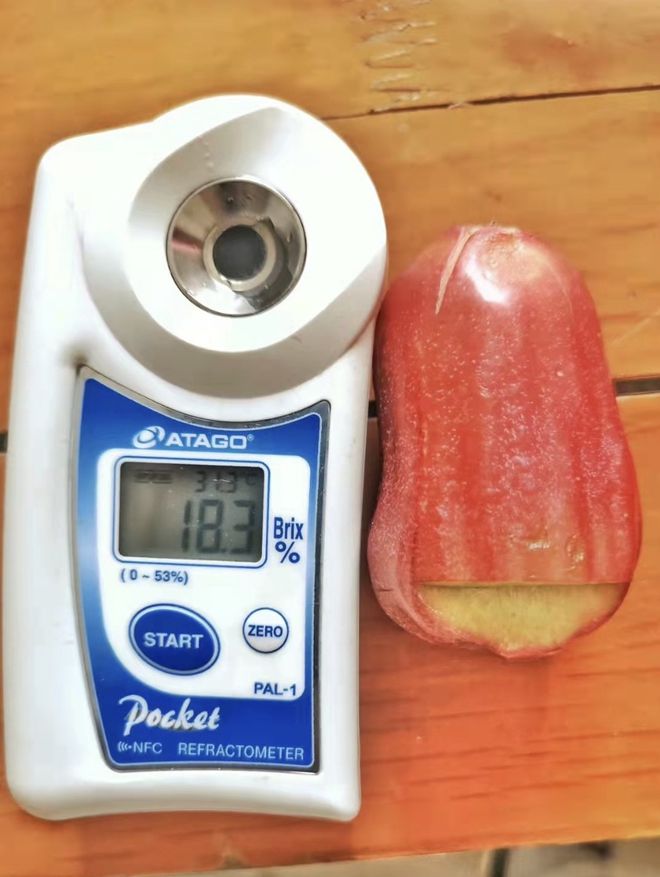 莲雾种植技术和适宜气候条件_莲雾种植技术与管理视频_雾莲种植技术