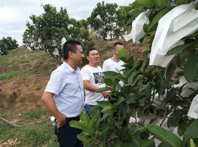 雾莲种植技术_莲雾种植技术与管理视频_莲雾种植技术和适宜气候条件