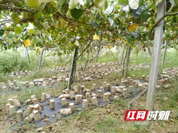 莱阳养殖_莱阳种植致富_莱阳蔬菜种植基地